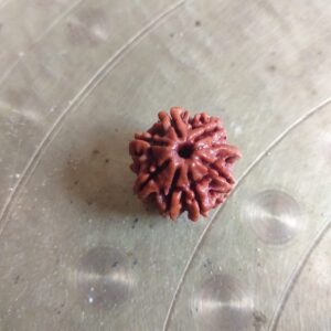 Seven Mukhi Nepali Rudraksh