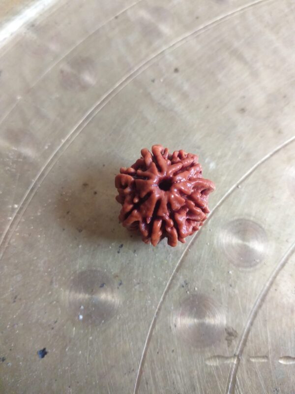 Seven Mukhi Nepali Rudraksh