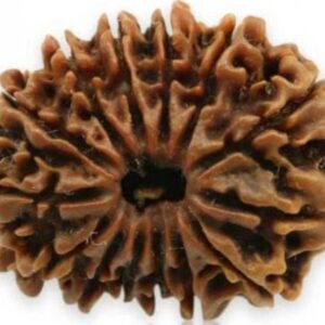 fourteen Mukhi Nepali Rudraksha