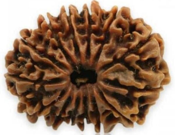 fourteen Mukhi Nepali Rudraksha