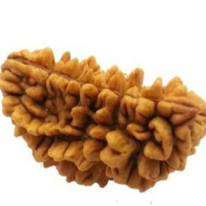 One Mukhi Nepali Kaju Dana Rudraksh