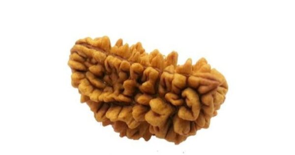 One Mukhi Nepali Kaju Dana Rudraksh
